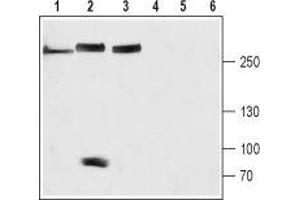 Western blot analysis of rat brain (lanes 1 and 4), mouse heart (lanes 2 and 5) and SH-SYS5 cell (lanes 3 and 6) lysates: - 1-3. (NALCN anticorps  (Domain 3, Extracellular))