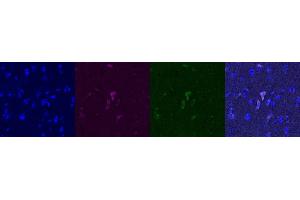 Immunohistochemistry (IHC) image for anti-G-Protein Signaling Modulator 1 (GPSM1) antibody (ABIN7456161)