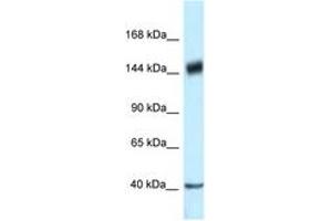 Image no. 1 for anti-Proline-, Glutamic Acid- and Leucine-Rich Protein 1 (PELP1) (AA 791-840) antibody (ABIN6747345) (PELP1 anticorps  (AA 791-840))