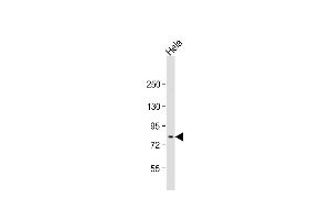 Anti-MFN2 Antibody (Center) at 1:1000 dilution + Hela whole cell lysate Lysates/proteins at 20 μg per lane. (MFN2 anticorps  (AA 447-476))
