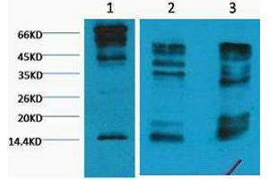 Western Blotting (WB) image for anti-Histone 3 (H3) (H3K9me3) antibody (ABIN3181170) (Histone 3 anticorps  (H3K9me3))