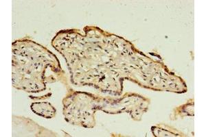 Immunohistochemistry of paraffin-embedded human placenta tissue using ABIN7148349 at dilution of 1:100 (CTRP6 anticorps  (AA 47-278))