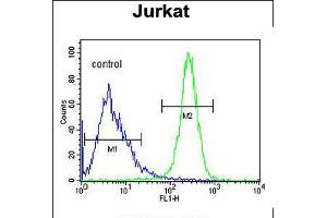 Flow cytometric analysis of Jurkat cells (right histogram) compared to a negative control cell (left histogram). (ANGEL1 anticorps  (C-Term))