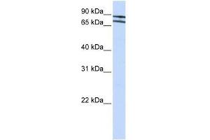 ZNF572 antibody used at 0. (ZNF572 anticorps  (N-Term))