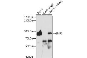 Immunoprecipitation analysis of 200 μg extracts of MCF-7 cells, using 3 μg GMPS antibody (ABIN6133520, ABIN6141190, ABIN6141191 and ABIN6222293).