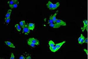 Immunofluorescent analysis of HepG2 cells using ABIN7160173 at dilution of 1:100 and Alexa Fluor 488-congugated AffiniPure Goat Anti-Rabbit IgG(H+L)