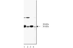 Image no. 1 for anti-SNAP alpha/beta antibody (ABIN364556)
