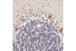 Immunohistochemical staining (Formalin-fixed paraffin-embedded sections) of human cerebellum with TXNL1 polyclonal antibody  shows moderate nuclear positivity in Purkinje cells.