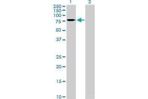 Western Blot analysis of CNOT2 expression in transfected 293T cell line by CNOT2 MaxPab polyclonal antibody.
