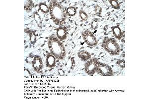 Human kidney (KIF25 anticorps  (C-Term))