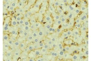 ABIN6276944 at 1/100 staining Mouse liver tissue by IHC-P.
