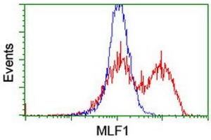 HEK293T cells transfected with either RC202774 overexpress plasmid (Red) or empty vector control plasmid (Blue) were immunostained by anti-MLF1 antibody (ABIN2455826), and then analyzed by flow cytometry. (MLF1 anticorps)