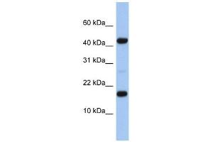 FLJ37543 antibody used at 1 ug/ml to detect target protein. (FLJ37543 anticorps  (N-Term))