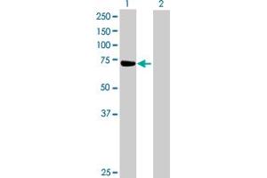 Western Blot analysis of ZNF471 expression in transfected 293T cell line by ZNF471 MaxPab polyclonal antibody.