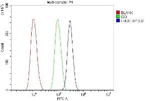 anti-Chromodomain Helicase DNA Binding Protein 2 (CHD2) (C-Term) antibody