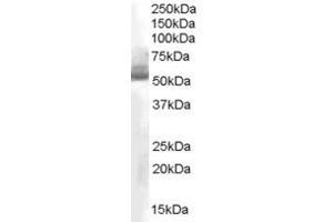 Western Blotting (WB) image for anti-Aldehyde Dehydrogenase 1 Family, Member A1 (ALDH1A1) (AA 488-501) antibody (ABIN296674) (ALDH1A1 anticorps  (AA 488-501))