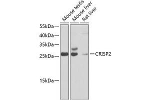 Western blot analysis of extracts of various cell lines, using CRISP2 antibody  at 1:1000 dilution. (CRISP2 anticorps  (AA 22-243))