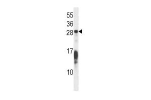 Western blot analysis in Hela cell line lysates (35ug/lane).