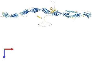 AlphaFold protein structure predicition of Human Recombinant FNDC3A Protein, UniprotID Q9Y2H6