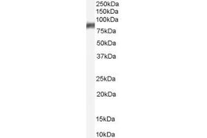 Western Blotting (WB) image for anti-Arachidonate 5-Lipoxygenase (ALOX5) (AA 651-666) antibody (ABIN292658) (ALOX5 anticorps  (AA 651-666))
