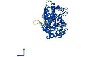 AlphaFold protein structure predicition of Human Recombinant GCK Protein, UniprotID P35557