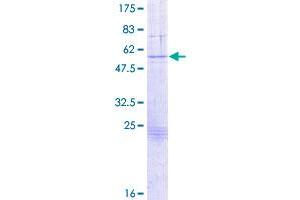 Image no. 1 for Granzyme B (GZMB) (AA 1-247) protein (GST tag) (ABIN1306261)