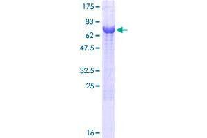 Image no. 1 for Autophagy related 4B Cysteine Peptidase (ATG4B) (AA 1-393) protein (GST tag) (ABIN1345972)