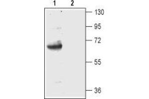 Western blot analysis of rat cerebellum lysate: - 1.
