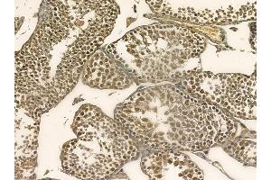 WEE1 Mouse Monoclonal Antibody at 1/100 staining mouse testis tissue by IHC-P. (WEE1 anticorps)