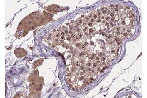ABIN6277807 at 1/100 staining human testis tissue sections by IHC-P. (SREBF2 anticorps  (Internal Region))