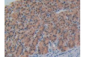 Detection of CSPG5 in Rat Stomach Tissue using Polyclonal Antibody to Chondroitin Sulfate Proteoglycan 5 (CSPG5)