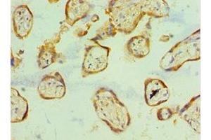 Immunohistochemistry of paraffin-embedded human placenta tissue using ABIN7161704 at dilution of 1:100