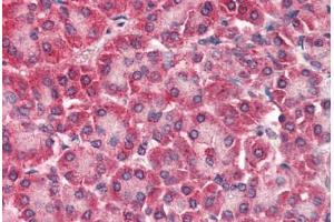 Human Pancreas (formalin-fixed, paraffin-embedded) stained with CARD6 antibody ABIN337011 at 5 ug/ml followed by biotinylated anti-goat IgG secondary antibody ABIN481715, alkaline phosphatase-streptavidin and chromogen. (CARD6 anticorps  (AA 2-15))