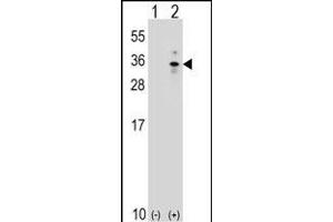 Western blot analysis of XBP1 (arrow) using rabbit polyclonal XBP1 Antibody (Center) (ABIN651279 and ABIN2840166). (XBP1 anticorps  (AA 62-91))