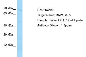 Host: Rabbit Target Name: RAP1GAP2 Sample Tissue: Human HCT15 Whole Cell Antibody Dilution: 1ug/ml (RAP1GAP2 anticorps  (N-Term))