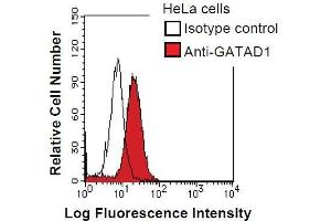 HeLa cells were fixed in 2% paraformaldehyde/PBS and then permeabilized in 90% methanol. (GATAD1 anticorps)