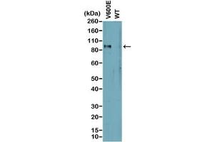 Western blot analysis of cell lysates prepared from cell lines expressing endogenous mutant (V600E) BRAF or wild type (WT) protein with recombinant BRAF V600E antibody. (Recombinant BRAF anticorps  (Val600Glu-Mutant))