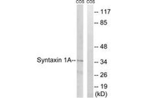 Western blot analysis of extracts from COS7 cells, using Syntaxin 1A (Ab-14) Antibody. (STX1A anticorps  (AA 1-50))