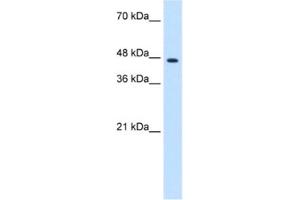 Western Blotting (WB) image for anti-Zinc Finger Protein 213 (ZNF213) antibody (ABIN2461194) (ZNF213 anticorps)