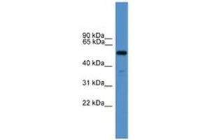 Image no. 1 for anti-Relaxin 3 Receptor 1 (RXFP3) (AA 51-100) antibody (ABIN6746607) (Relaxin 3 Receptor 1 anticorps  (AA 51-100))