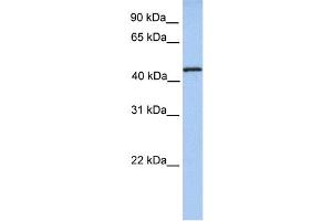WB Suggested Anti-TRMT11 Antibody Titration:  0. (Trmt11 anticorps  (N-Term))