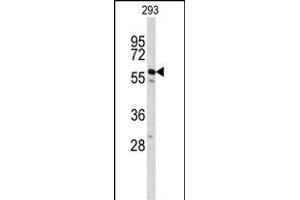 Western blot analysis of CDC14B Antibody (Center) (ABIN653024 and ABIN2842645) in 293 cell line lysates (35 μg/lane). (CDC14B anticorps  (AA 188-215))