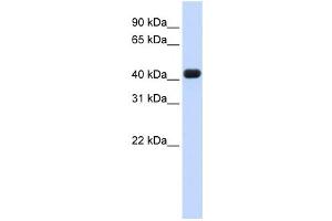 Western Blotting (WB) image for anti-RNA terminal Phosphate Cyclase Domain 1 (RTCD1) antibody (ABIN2458503) (RTCD1 anticorps)