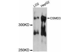 Western blot analysis of extracts of various cell lines, using CSMD3 antibody. (CSMD3 anticorps)
