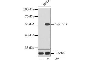 Western blot analysis of extracts from HeLa cells using Phospho-p53(S6) Polyclonal Antibody. (p53 anticorps  (pSer6))