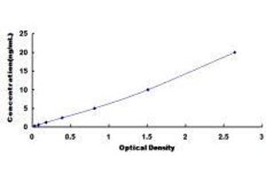 B-Raf proto-oncogene, serine/threonine kinase (BRAF) ELISA Kit