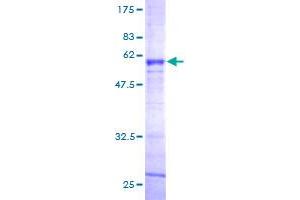 Image no. 1 for Asialoglycoprotein Receptor 2 (ASGR2) (AA 1-287) protein (GST tag) (ABIN1345848)