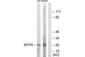 Western blot analysis of extracts from 293 cells and HepG2 cells, using MYF6 antibody. (MYF6 anticorps  (Internal Region))