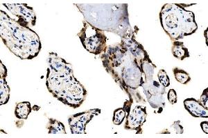 IHC analysis of MAFF using anti-MAFF antibody (ABIN7599317). (MafF anticorps  (AA 1-37))