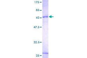 SDS-PAGE (SDS) image for Inhibin, beta E (INHBE) (AA 21-350) protein (GST tag) (ABIN1307937)